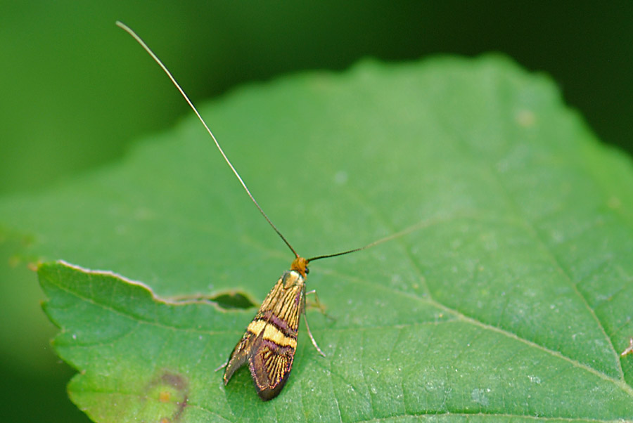 Microlepidottero da ID. : Adela croesella